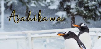asahiyama zoo